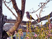 February Spring Towhee Photograph by Richard Thomas