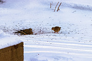 Feeding Photograph by Mike Smale Feeding Photograph by Mike Smale