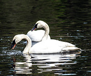 Feeding Swans Photograph by Jerry Cahill