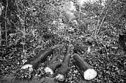 Felled Photograph by Edward Lee