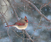Female Cardinal Photograph by Rosanna Life