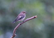 Female European Pied Flycatcher , Ficedula Hypoleuca, On A Branch Photograph by Elenarts - Elena Duvernay photo