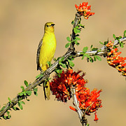 Female Hooded Oriole 24688 Photograph by Mark Myhaver