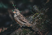 Female House Finch on Log Photograph by Evan Foster Female House Finch on Log Photograph by Evan Foster