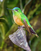 Female Long Tailed Sylph Alejandria Cali Valle del Cauca Colombi Photograph by Adam Rainoff