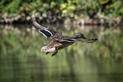 Female Mallard in Flight Photograph by Evan Foster