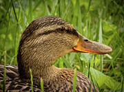Female Mallard Resting in the Grass Photograph by Linda Stern Female Mallard Resting in the Grass Photograph by Linda Stern