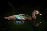 Female Muscovy Duck Photograph by Mark Andrew Thomas Female Muscovy Duck Photograph by Mark Andrew Thomas
