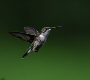 Female Ruby Throat Photograph by Brian Shoemaker Female Ruby Throat Photograph by Brian Shoemaker