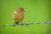 Female Ruddy Breasted Seedeater La Macarena Meta Colombia Photograph by Adam Rainoff