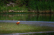 Female ruddy or brahminy shelduck, Tadorna ferruginea, standing on the ground Photograph by Elenarts - Elena Duvernay photo