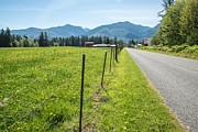 Fenced in Dandelions Photograph by Tom Cochran