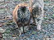 Feral Friends' Long Road Photograph by Chriss Pagani