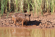 Feral Hog #1 Photograph by Steve Templeton Feral Hog #1 Photograph by Steve Templeton