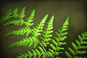 Fern Frond - Dryopteris filix-mas Photograph by Yvonne Johnstone
