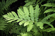 Ferns Photograph by Steven Nelson Ferns Photograph by Steven Nelson