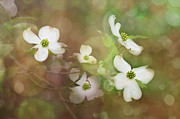 Festive Dogwood Blooms Photograph by Amy Dundon