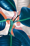 Ficus elastica 2 Photograph by Mark Ashkenazi