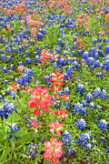 Field Of Bluebonnets And Indian Paintbrush Texas Hill Country Photograph by Dave Welling Field Of Bluebonnets And Indian Paintbrush Texas Hill Country Photograph by Dave Welling