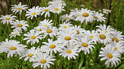 Field of Daisies 2 Photograph by D Lee