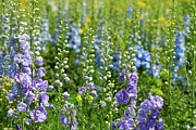 Field of Flowers - Delphiniums Photograph by Marilyn Cornwell Field of Flowers - Delphiniums Photograph by Marilyn Cornwell