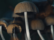 Field Of Fungi People Photograph by Scott Lyons