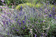 Field of Purple Flowers Impressionist Style Photograph by Bentley Davis