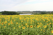 Field Of Sunshine Photograph by Lens Art Photography By Larry Trager