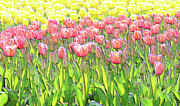 Field of Tulips Photograph by Bentley Davis