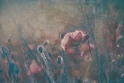 Field with poppy flowers Digital Art by Jelena Jovanovic