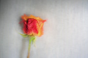 Fiery Bud Photograph by Sharon Popek