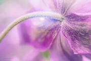 Fifth Gospel Digital Art by Macro Abundance Art Fifth Gospel Digital Art by Macro Abundance Art