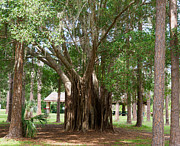 Fig Tree in Florida Photograph by L Bosco
