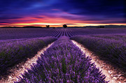 Final glory Photograph by Jorge Maia