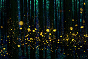 Fireflies in the Night Forest Photograph by Hiroya Minakuchi