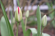 First Day of Spring Photograph by Amy Dundon