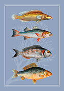 Fish 1 Digital Art by Johanna Virtanen