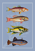 Fish 2 Digital Art by Johanna Virtanen