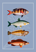 Fish 3 Digital Art by Johanna Virtanen