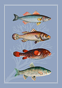 Fish 4 Digital Art by Johanna Virtanen