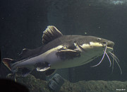 Fish Did Not Get Away Photograph by Roberta Byram Fish Did Not Get Away Photograph by Roberta Byram