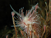 Flabellina verilli amongst the hydroids Photograph by Brian Weber Flabellina verilli amongst the hydroids Photograph by Brian Weber