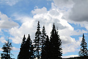 Flagstaff Pines Digital Art by Michael Chacon Flagstaff Pines Digital Art by Michael Chacon
