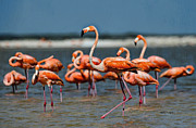 Flamingo Feeding Digital Art by Antonios Valamontes Flamingo Feeding Digital Art by Antonios Valamontes