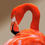 Flamingo Photograph by Karen Smale