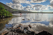 Flamingo lagoon - Floreana island Photograph by Henri Leduc