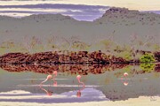 Flamingos at Tranquil Lagoon Digital Art by Bruce Block