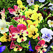 Flat of Pansies Mixed Colors Photograph by Susan Savad Flat of Pansies Mixed Colors Photograph by Susan Savad