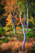 Flavors of the Forest Photograph by Darren White