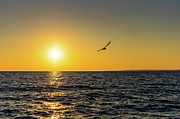 Flight at Sundown Photograph by Rich Kovach